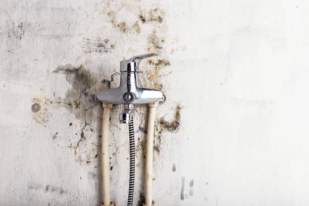 Best Black Mold Removal  in Orangeville, UT