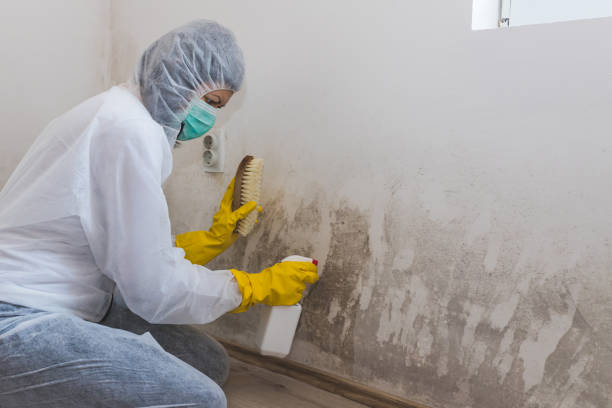 Best Certified Mold Removal  in Orangeville, UT