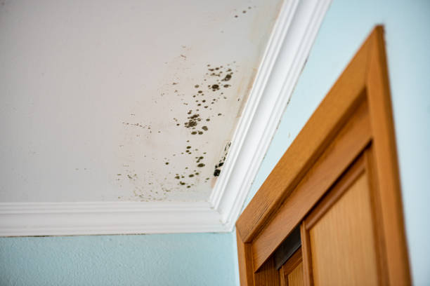 Best Black Mold Removal  in Orangeville, UT