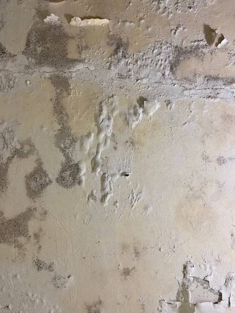 Best Attic Mold Removal  in Orangeville, UT