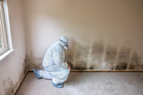 Best Toxic Mold Removal  in Orangeville, UT