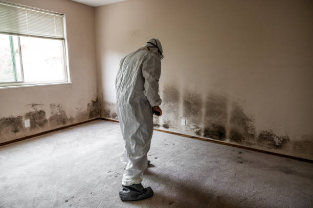 Best Mold Remediation  in Orangeville, UT