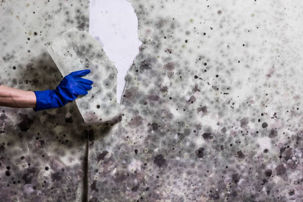 Best Affordable Mold Removal  in Orangeville, UT