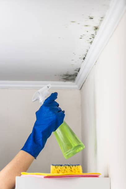 Reliable Orangeville, UT Mold Removal Solutions